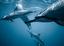 九游体育的热血新纪元：一站式体育娱乐平台的体验之旅